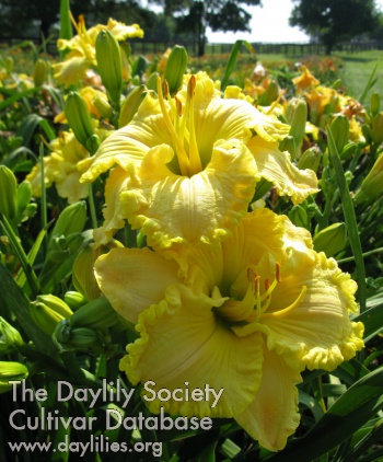 Daylily A Day in Paradise